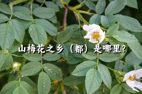 山梅花之乡（都）是哪里？