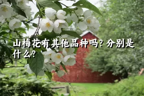 山梅花有其他品种吗？分别是什么？