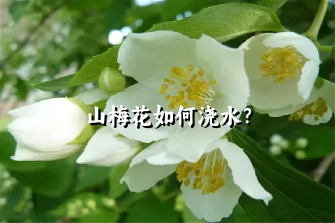 山梅花如何浇水？