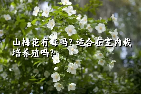 山梅花有毒吗？适合在室内栽培养殖吗？