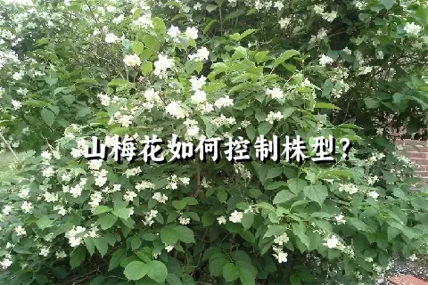 山梅花如何控制株型？