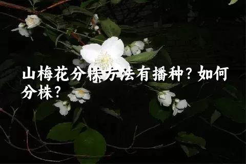 山梅花分株方法有播种？如何分株？