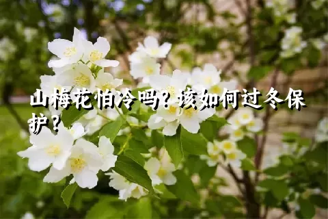 山梅花怕冷吗？该如何过冬保护？