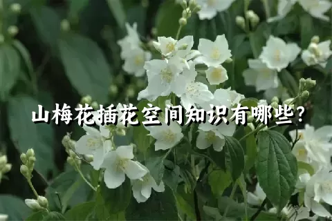 山梅花插花空间知识有哪些？