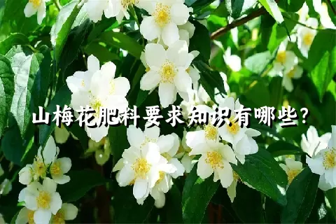 山梅花肥料要求知识有哪些？