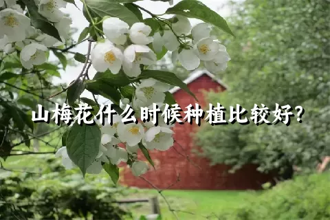 山梅花什么时候种植比较好？