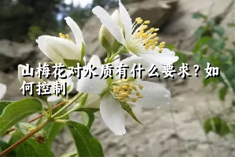 山梅花对水质有什么要求？如何控制