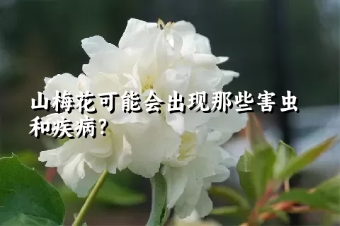 山梅花可能会出现那些害虫和疾病？