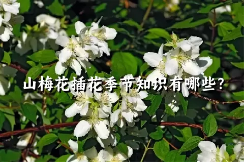 山梅花插花季节知识有哪些？