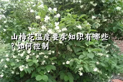 山梅花温度要求知识有哪些？如何控制