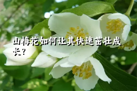 山梅花如何让其快速茁壮成长？