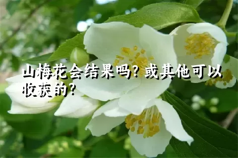 山梅花会结果吗？或其他可以收获的？