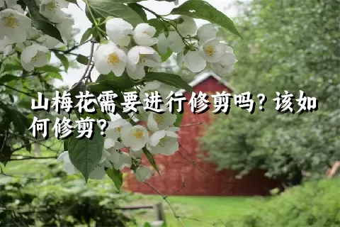 山梅花需要进行修剪吗？该如何修剪？