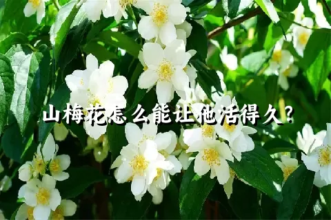 山梅花怎么能让他活得久？