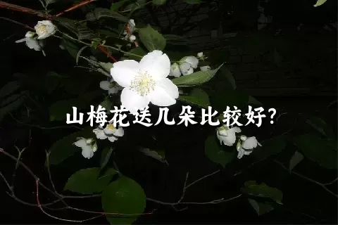 山梅花送几朵比较好？