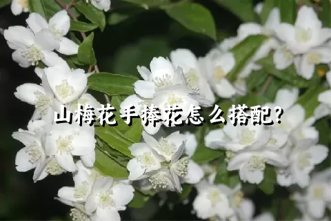 山梅花手捧花怎么搭配？