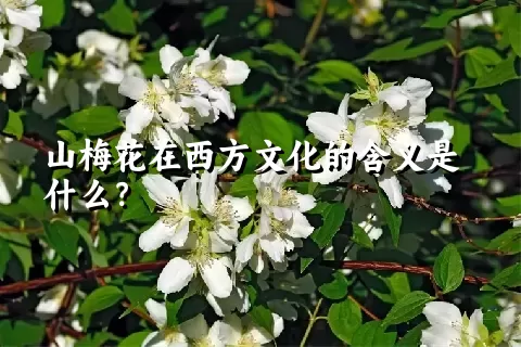 山梅花在西方文化的含义是什么？