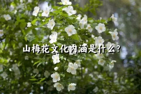 山梅花文化内涵是什么？