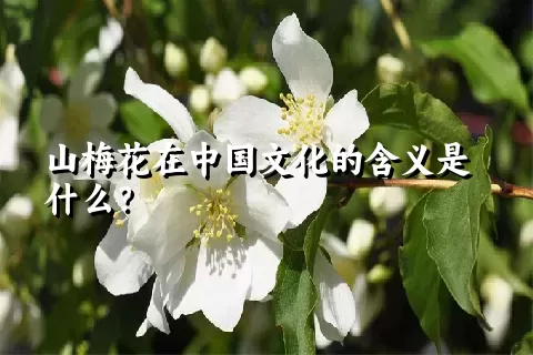 山梅花在中国文化的含义是什么？