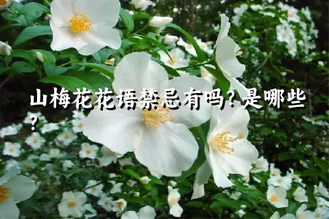 山梅花花语禁忌有吗？是哪些？