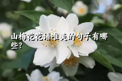 山梅花花语唯美的句子有哪些？