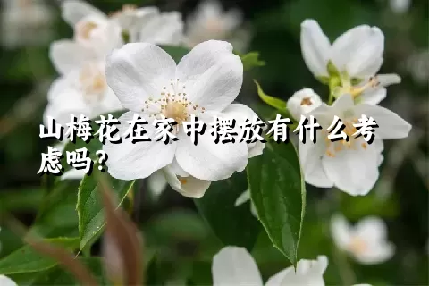 山梅花在家中摆放有什么考虑吗？