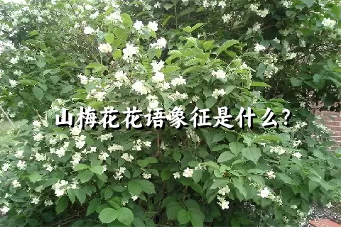 山梅花花语象征是什么？