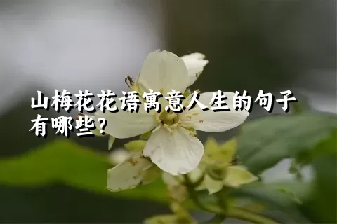 山梅花花语寓意人生的句子有哪些？