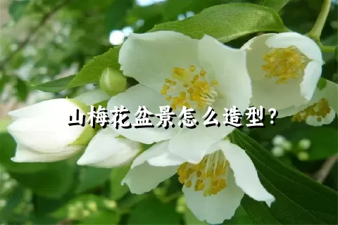 山梅花盆景怎么造型？