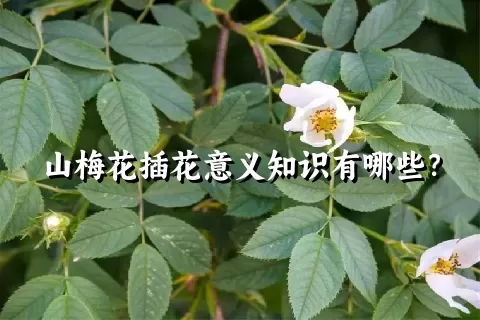 山梅花插花意义知识有哪些？