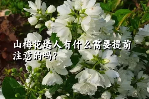 山梅花送人有什么需要提前注意的吗？