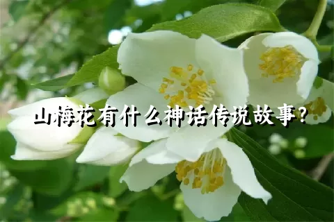 山梅花有什么神话传说故事？