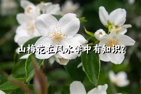 山梅花在风水学中有知识？