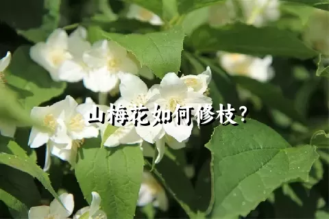 山梅花如何修枝？