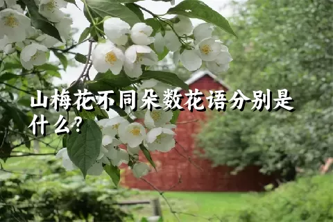 山梅花不同朵数花语分别是什么？