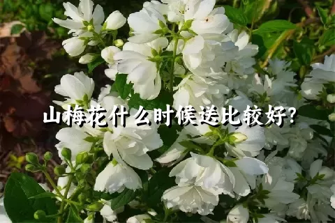 山梅花什么时候送比较好？