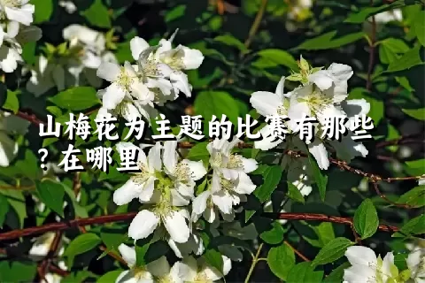 山梅花为主题的比赛有那些？在哪里