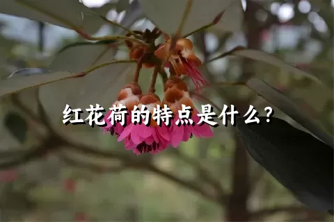 红花荷的特点是什么？