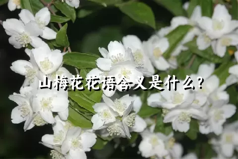 山梅花花语含义是什么？