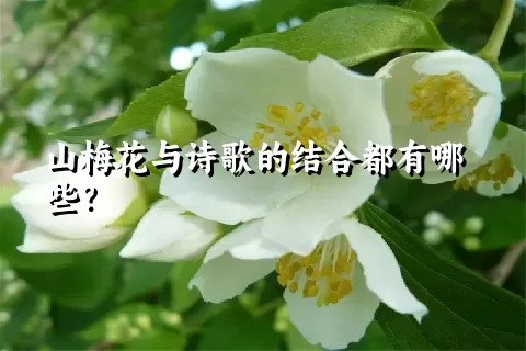 山梅花与诗歌的结合都有哪些？