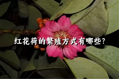 红花荷的繁殖方式有哪些？