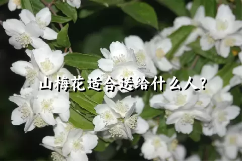 山梅花适合送给什么人？