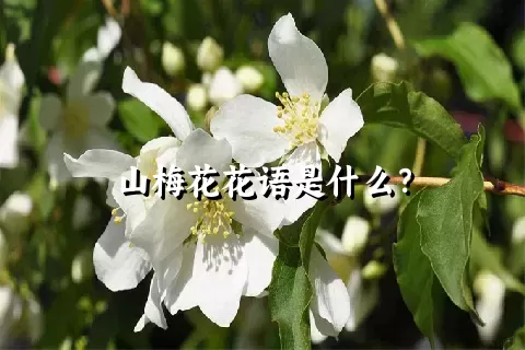 山梅花花语是什么？