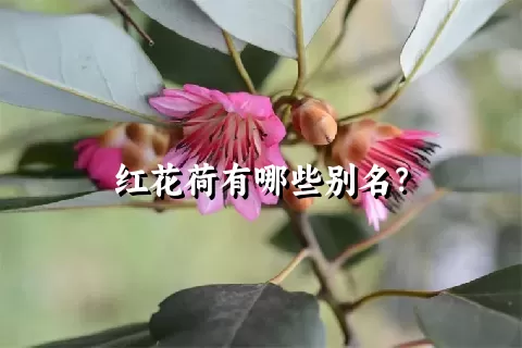 红花荷有哪些别名？