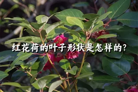 红花荷的叶子形状是怎样的？