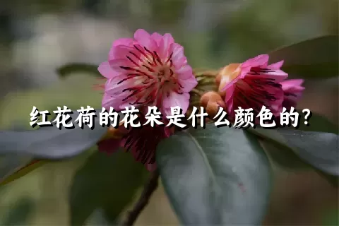 红花荷的花朵是什么颜色的？