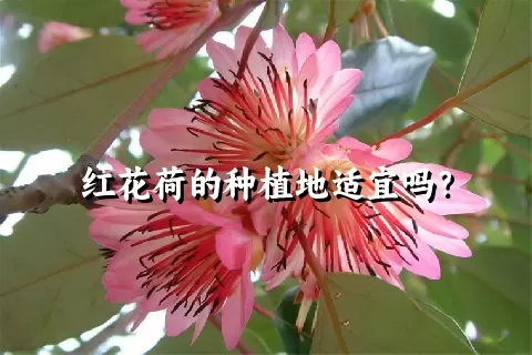 红花荷的种植地适宜吗？