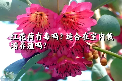 红花荷有毒吗？适合在室内栽培养殖吗？