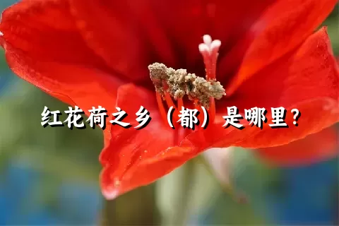 红花荷之乡（都）是哪里？