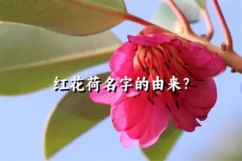 红花荷名字的由来？